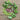 Little SnowPea Purple (50-54 Days)