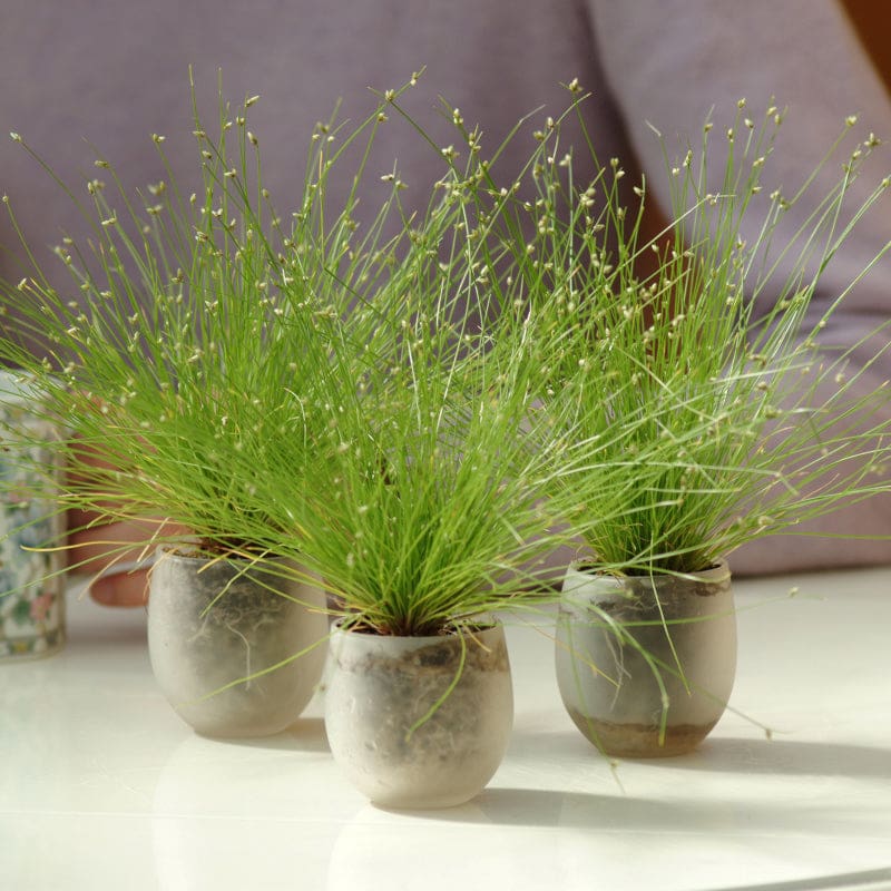 LIVE WIRE GRASS - Flowers