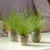 LIVE WIRE GRASS - Flowers