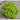 Lollo Bionda Lettuce (53 Days) - Vegetables