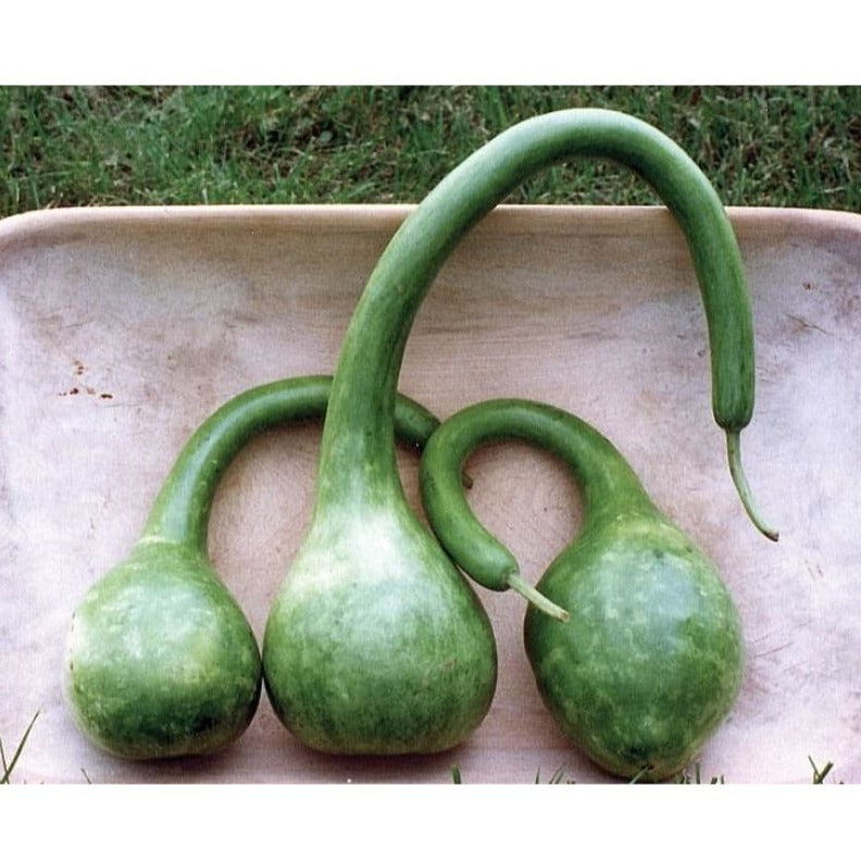 Long Handled Dipper Gourd (110 Days) - Vegetables