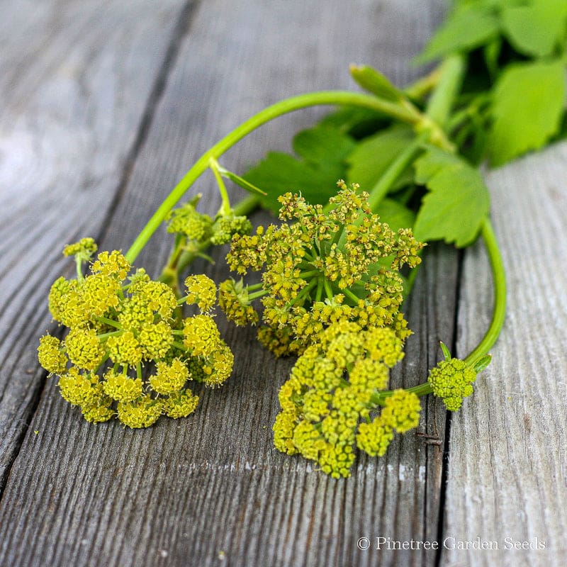 lovage plant seeds Lovage