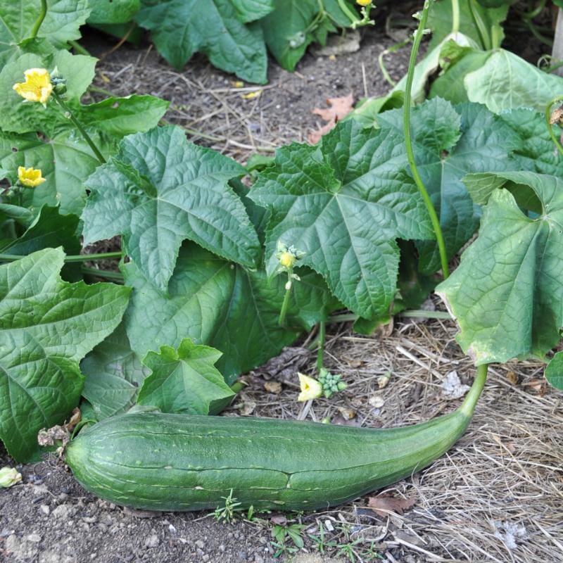 luffa seeds planting Luffa Gourd (120-130 Days)