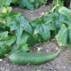 Luffa Gourd (120-130 Days) - Vegetables