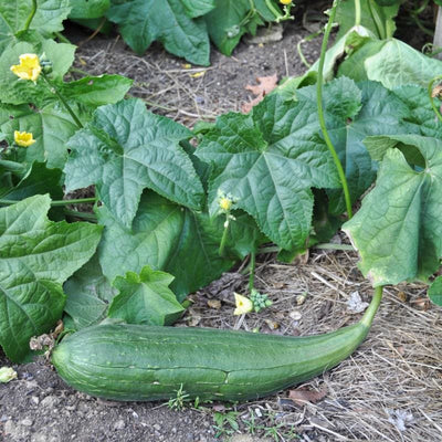 Luffa Gourd (120-130 Days) - Vegetables
