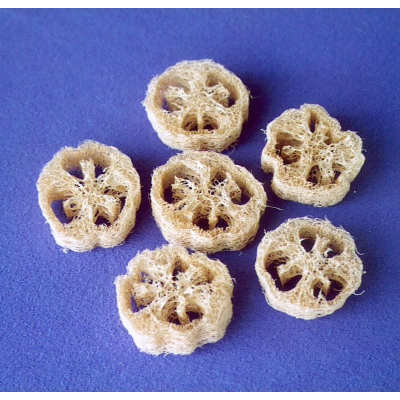 loofah plant seeds for sale Luffa Gourd (120-130 Days) – Pinetree Garden Seeds