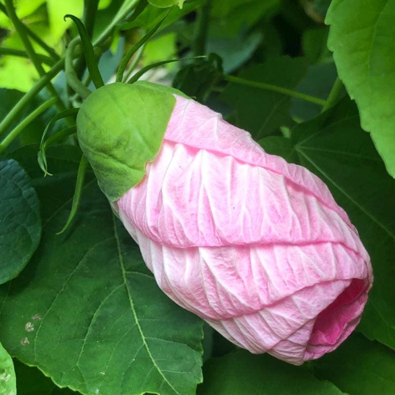 pink hibiscus flower seeds Hibiscus Luna Pink Swirl
