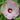 Luna Pink Swirl Hibiscus - Flowers