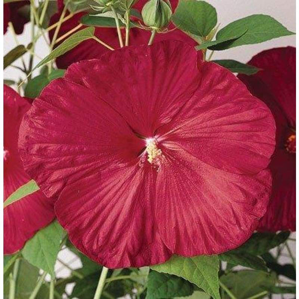 #3 Hibiscus mosc Luna 'Red'/ Hardy Swamp Mallow Native (TN)