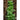 Mache Greens (60 Days) - Vegetables