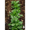 Mache Greens (60 Days) - Vegetables