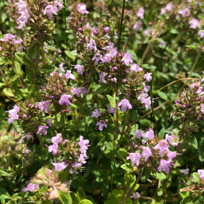 French Thyme