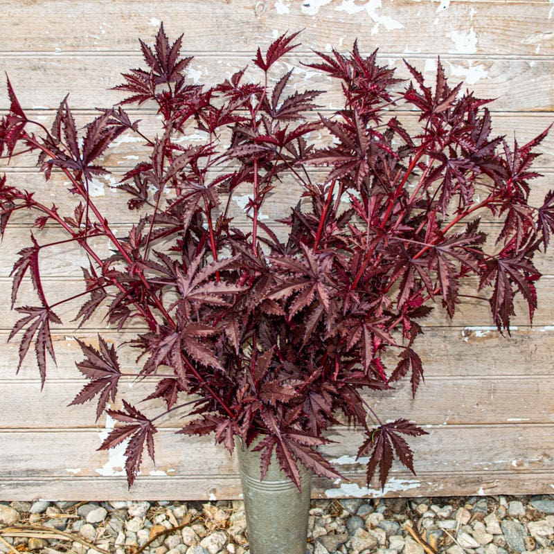 Mahogany Splendor Hibiscus – Pinetree Garden Seeds