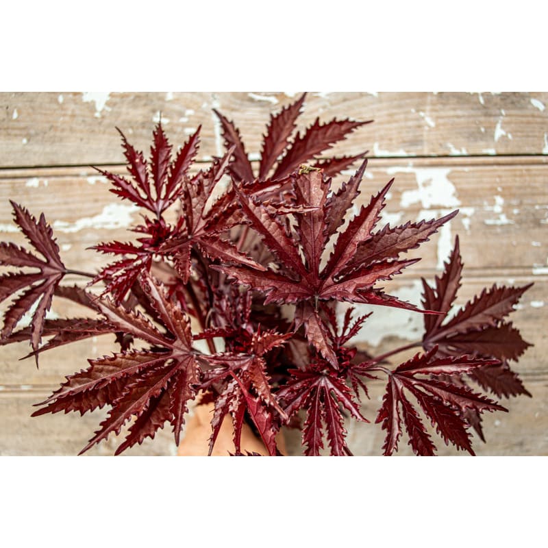 Mahogany Splendor Hibiscus