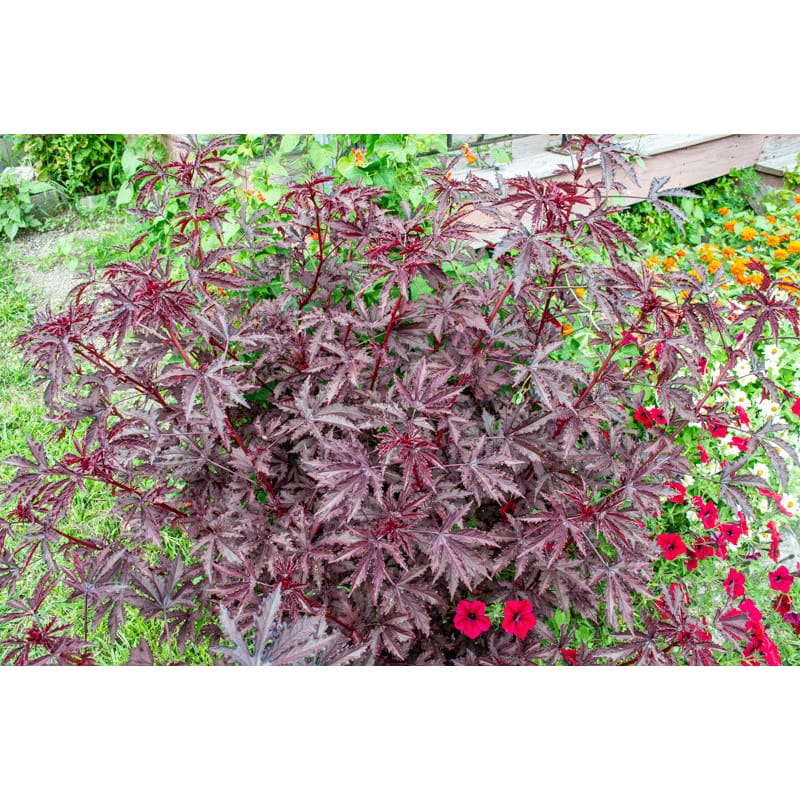 Mahogany Splendor Hibiscus