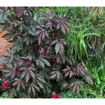 Mahogany Splendor Hibiscus - Flowers