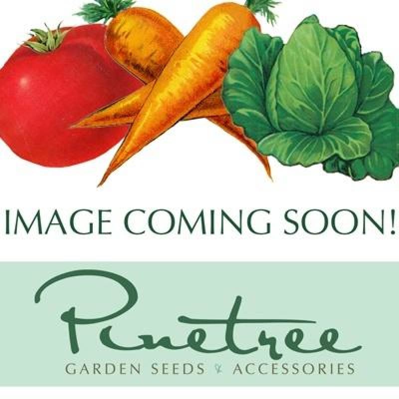 Mammoth Red Rock Cabbage (Heirloom, 95 Days)