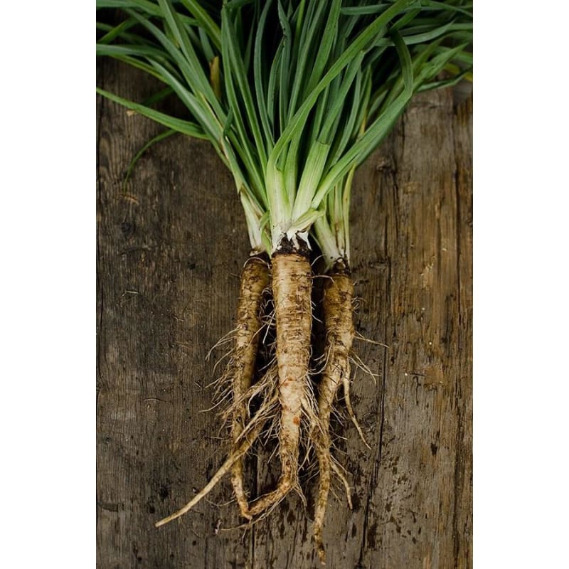 Mammoth Sandwich Island Salsify (Heirloom 120 Days) Vegetables