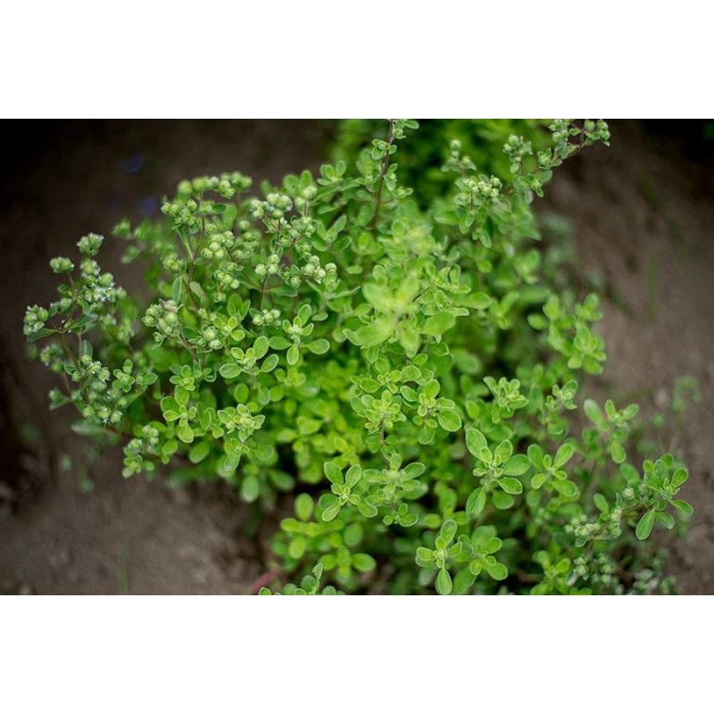 Marjoram
