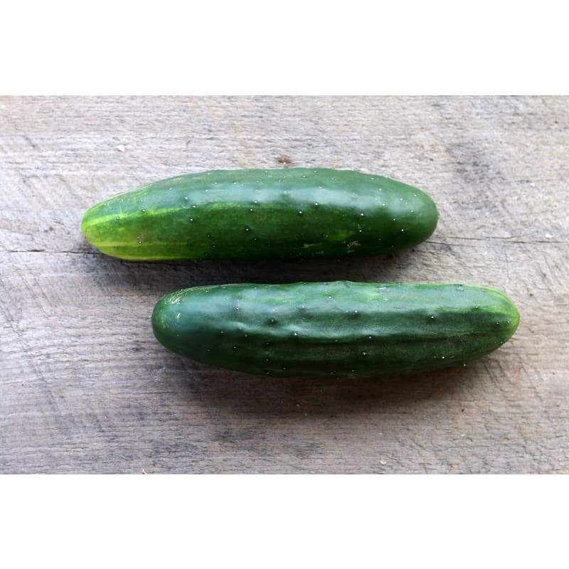 Marketmore 76 Cucumber (60 Days)