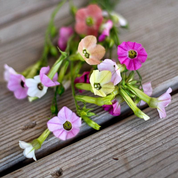 Marshmallow Nicotiana – Pinetree Garden Seeds