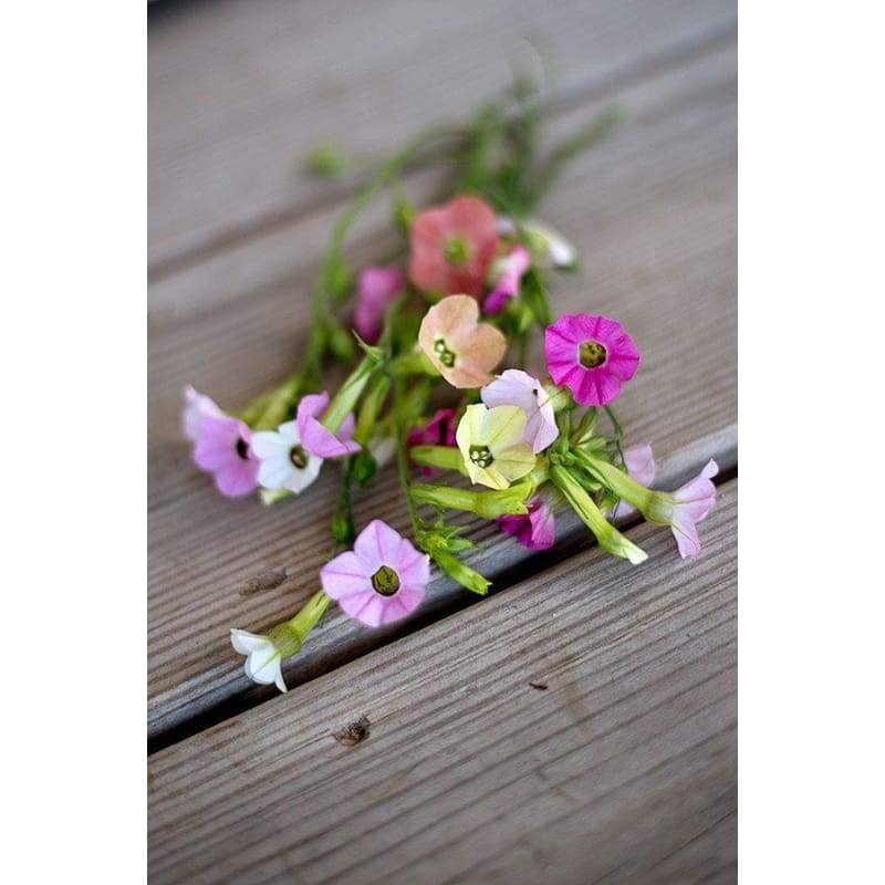 Marshmallow Nicotiana - Flowers