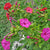 Marvel of Peru Mirabilis - Flowers