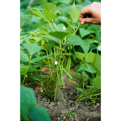 Masai Bush Bean (47 Days) - Vegetables
