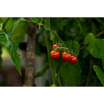 Matts Wild Cherry Tomato (55 Days) - Vegetables