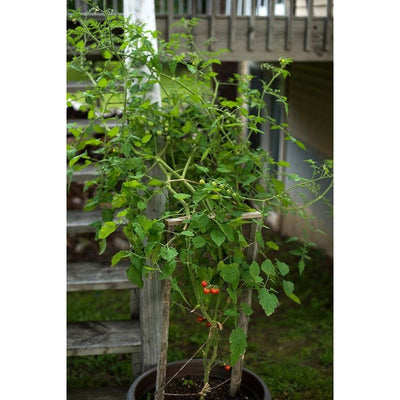 Matts Wild Cherry Tomato (55 Days) - Vegetables