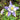 Mckana Giants Aquilegia - Flowers