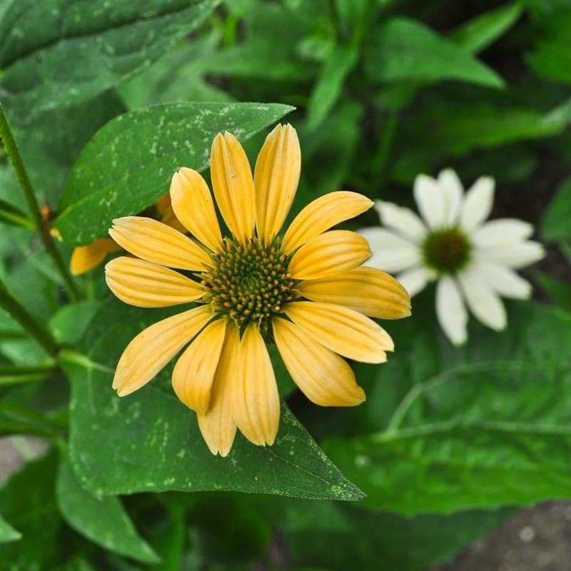 yellow echinacea seeds Mellow Yellow Echinacea