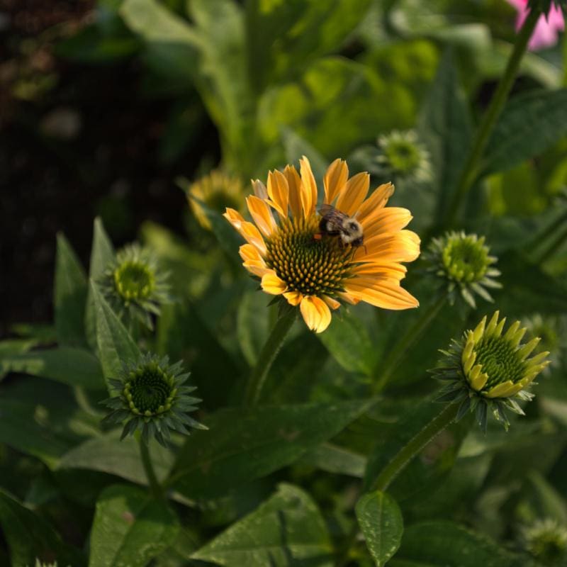 yellow echinacea seeds Mellow Yellow Echinacea