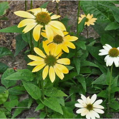 Mellow Yellow Echinacea - Flowers