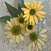 Mellow Yellow Echinacea - Flowers