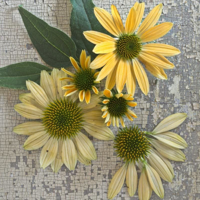 Mellow Yellow Echinacea - Flowers