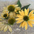 Mellow Yellow Echinacea