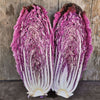 Merlot Chinese Cabbage (F1 Hybrid 60 Days) - Vegetables
