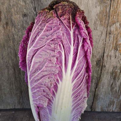 Merlot Chinese Cabbage (F1 Hybrid 60 Days) - Vegetables