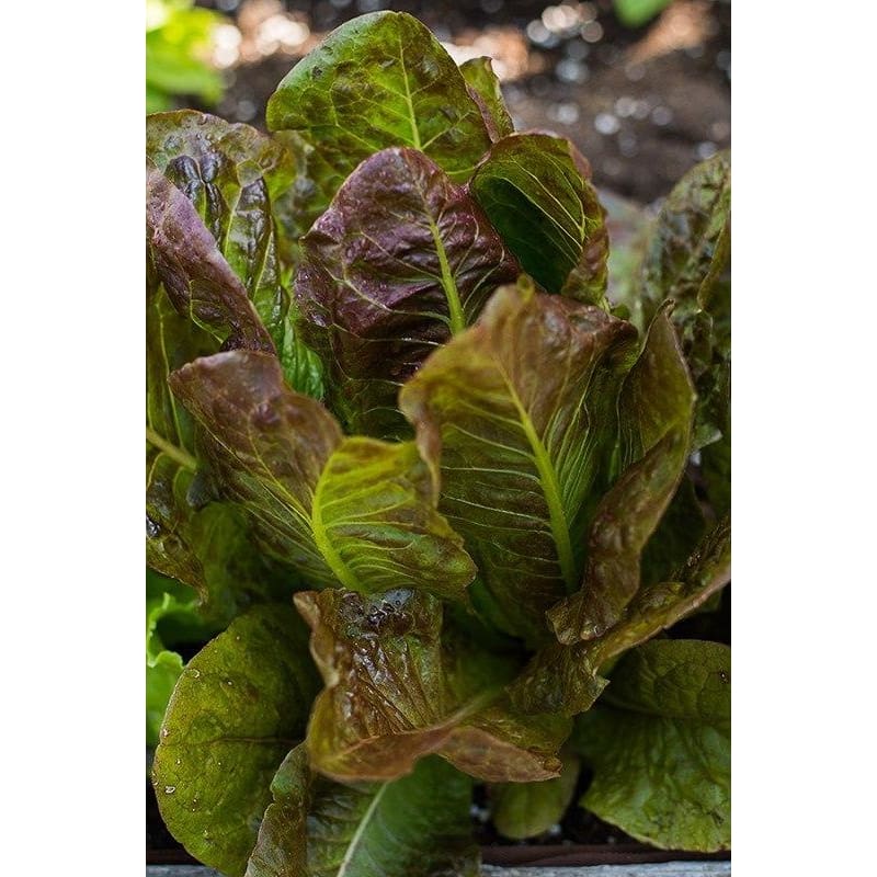 Merveille De Quatre Saisons Lettuce (Heirloom 49 Days) - Vegetables