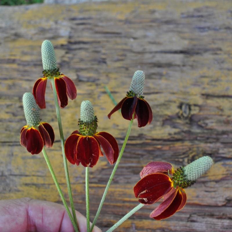 garden and seeds hat Mexican Hat Coneflower – Pinetree Garden Seeds