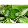 Mexican Sour Gherkin Cucumber (Heirloom 75 Days) - Vegetables