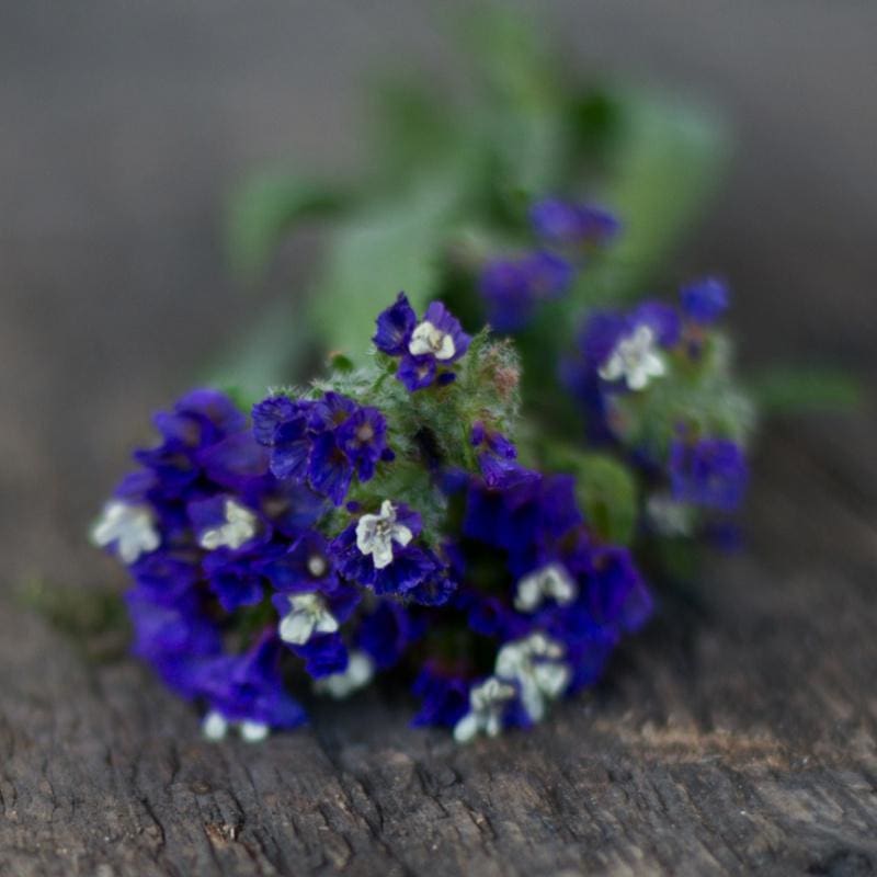 Midnight Blue Statice