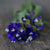 Midnight Blue Statice