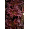 Midnight Ruffles Lettuce (48 Days) - Vegetables