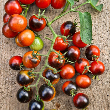 Midnight Snack Tomato (65-70 Days) - Vegetables