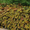 Mighty Mosaic Coleus - Flowers