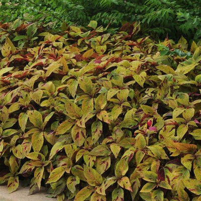 Mighty Mosaic Coleus - Flowers