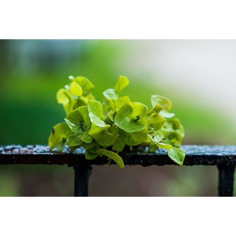 Miners Lettuce-Claytonia (37 Days) &ndash; Pinetree Garden Seeds