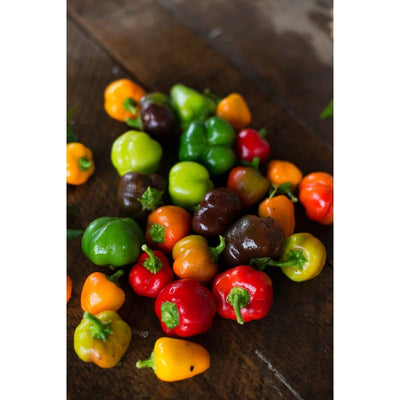 Mini Belle Blend Pepper ( 60 Days) - Vegetables